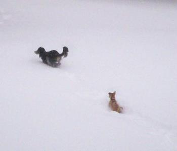 Star and Hemi - My babies Star{black} and Hemi{brown} playing in the snow.