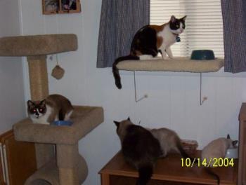 Some of my cats - I have 9 cats and 5 dogs