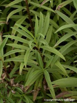 Tarragon Plant - tarragon had a lot of medicinal properties 