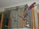 Vandal and Viking - Vandal and Viking eating treats on top of their cage. A viewe of the destruction of the wallpaper behind their cage is also visible (they just LOVE stripping wallpaper!). Don&#039;t they look pictures of innocence here though!