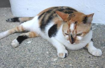 My "Tiger" - We also call this adorable feline "Tiger" although she is female.