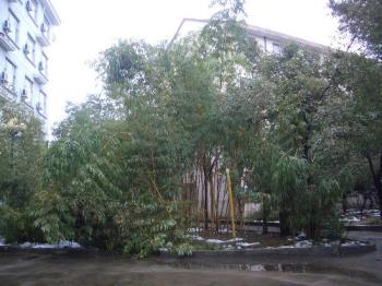 damaged bamboo on campus - this bamboo was damaged by heavy snow in early February this year.