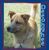 Franklin&#039;s rescue picture. - This was the picture the rescue site had of my dog when he was up for adoption. We changed his name because I just couldn&#039;t stand the though of standing at the back door yelling"Dee Oh Gee!" (get it? D-O-G), it was cute, but not for the long term. 