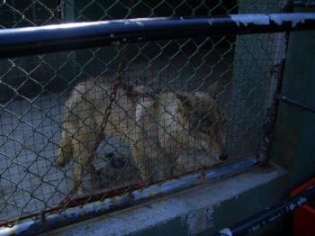 caged wolf at the zoo - this is a caged wolf with no freedom, whose duty is to show people how a wolf looks like, poor wolf.