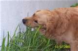 A dog eating grass - is perfectly normal