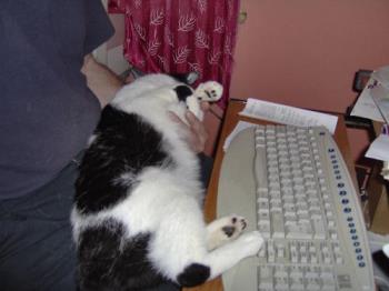 Felix - This is my cat Felix typically stopping me from using the computer by lying on my arm.