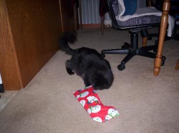 Kitty - Morgan with his xmas present.