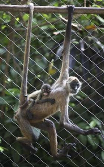 Spider Monkey - A Spider Monkey (Atelec Geoffroyi) and its baby play at the National Zoo in Managua February 22, 2008.