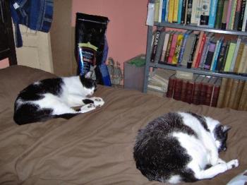 Cats and books - Two of my cats in typical pose and very small part of the bookshelves.