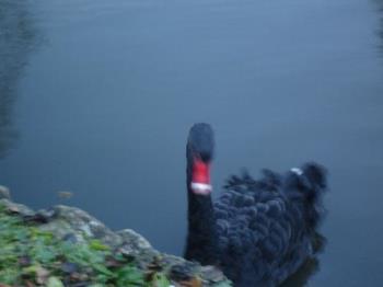 Black Swan at The Friars - Regal black swan at the Friars, a monastery in Kent.