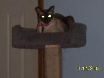 Gracie - My seal point siamese - This is my spoiled rotten baby girl!