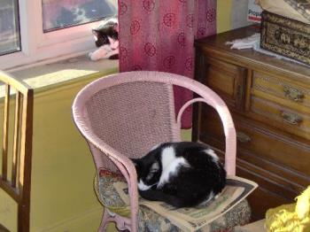 Cats favorite places - Two of my cats, Felix in the chair and Poppy hiding behind the curtain on the windowsill. Cats favorite places - Two of my cats, Felix in the chair and Poppy hiding behind the curtain on the windowsill.