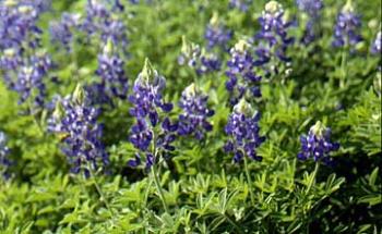 Blue bonnets - State flower of Texas Blue bonnets - State flower of Texas