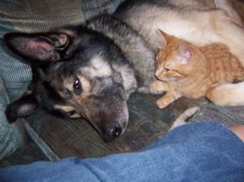 Big dog with a little kitty - Cherokee our male Shepherd/Husky cross lying with Tigger one of our five cats when he was a kitty. Even before we had the cats Cherokee acted more like a cat than a dog. 