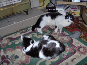 Felix and Poppy - This is Felix (at the back) and Poppy chilling out as cats do.