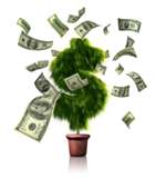 money tree - I found this picture and thought it was nice looking and interesting
