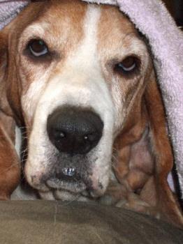 She&#039;s just a little hound, but she&#039;s ours! - My sweet little Smedley&#039;s Silly Sophie Bear, a 33 pound Basset Hound who&#039;ll be 10 years old on March 18. They thought she had a hernia, and nobody wanted her. They were wrong - it was just some misplaced mammary tissue! 
