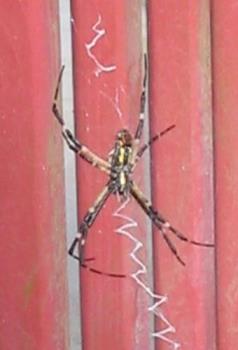  Black and Yellow Argiope Spider - 
These spiders lived outside my home in NC. I don&#039;t &#039;do&#039; spiders, but these guys were gorgeous!

They&#039;re call the Black and Yellow Argiope, or just garden spider.

