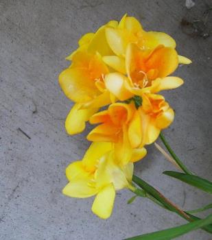 Lillies - Flowers growing in my patio. Lillies - Flowers growing in my patio.