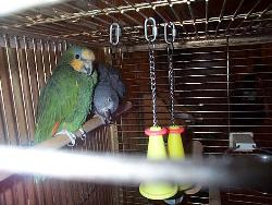 My parrots - My two parrots.  The green one is an amazon (red winged) and the grey one is an African Grey.