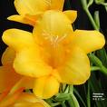 Yellow Freesia - My favourite flower... the Freesia.