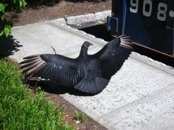 Black Vulture - I just love this picture