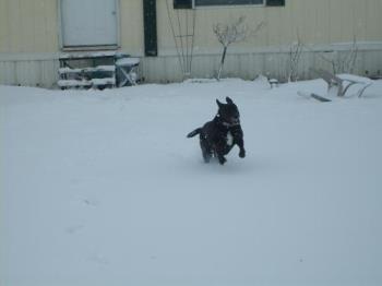 My baby Boy - This was our recent snow. He looks so happy and cute! I love it when he is happy like this! In his old age, days like these are few and far between. 