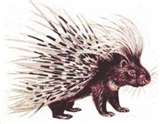 porcupine - If I cut my hair, this is what I&#039;d look like! lol