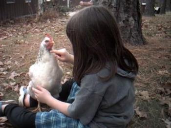 daughter with pet chicken - is she giving a lecture to the old bitty or is she just tickling her "chin"? daughter with pet chicken - is she giving a lecture to the old bitty or is she just tickling her "chin"?