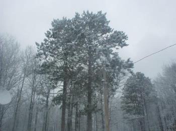 tree - tree with snow on it