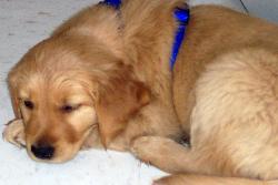 Chloe as a puppy - My Golden Retriever at 6 weeks old.