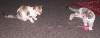 Shirley and Laverne - 
Shirley and Laverne enjoying their favorite pasttime, getting into my yarn!