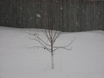 Hralred Apple Tree - Taken around Christmas time