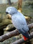 parrot - parrot