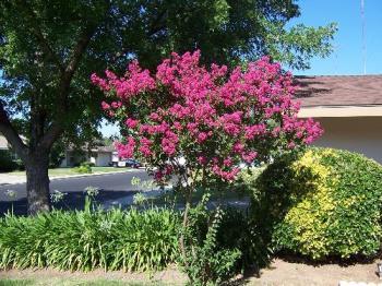 Dark pink mirtle tree - The dark pink mirtle tree the photo was taken two years ago so the tree looks like a tree now. 