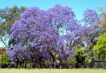 Jacaranda Tree - Here is one in full bloom with the purple but they also come in pink. 