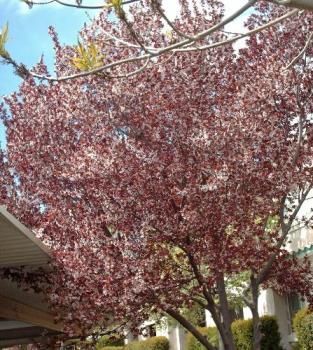 flowering plum - flowering plum imagine twice as many blossoms before the winds hit