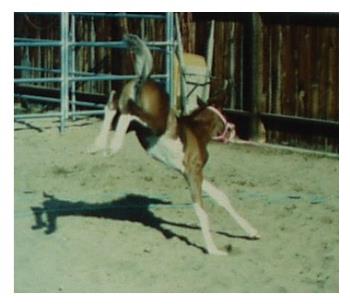 Heather, the baby horse I used to have - She was a little paint filly but I was forced to sell her when she was a couple of years old. I miss her a lot.