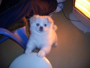 my star poodle - this is my poodle playing with himself with his paws on the stool looking at me taking a photo of him