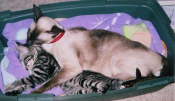 Gracie and Music - Gracie took to little Music when he was a kitten and mothered him. Now she won't have anything to do with him. lol Gracie and Music - Gracie took to little Music when he was a kitten and mothered him. Now she won't have anything to do with him. lol