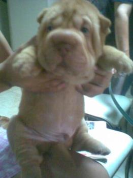 shaq - 
This dog is a puppy owned by my auntie. :)