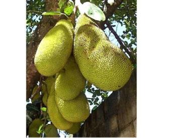 jackfruit, langka - Example of a jackfruit... thorny outside but delicious inside...