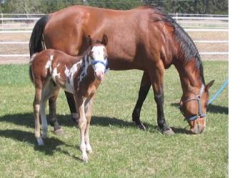 Lacie and Baby Rio - 
Lacie, breeding stock paint mare with her little blue eyed Rio.