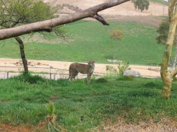 Cheetah - Took this picture at the Wild Animal Park in San Diego. 