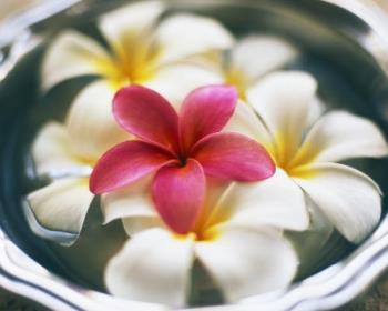 Frangipani's in a bowl of water - Frangipani's Frangipani's in a bowl of water - Frangipani's
