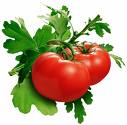 Ripe Tomatoes - In India we get two varieties of tomatoes. One is a bit sour and the other is not. The sour one is good to make soup and the ripe one is for sauces and chutneys. 