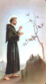 St Francis  - St Francis