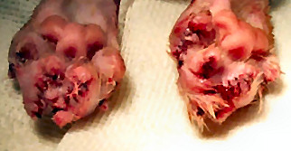 Declawed cat - Here is a picture of what you want to do to your cat.
