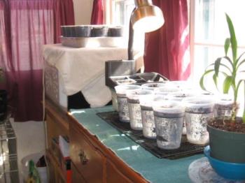 Seeds Started - 24 cups of various veggies started indoors Seeds Started - 24 cups of various veggies started indoors