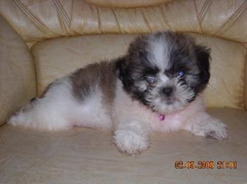This is our Shih Tzu - Logan, our family dog